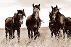 Sable Island Ponys