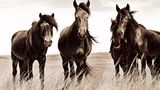 Sable Island Ponys