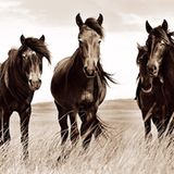 Sable Island Ponys