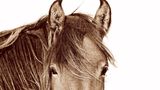 Close-up