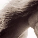 Ungezähmte Schönheit