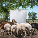 Bedrohte Haustierrassen