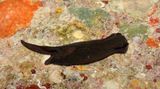 Chelidonura alexisi