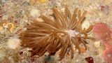 Phyllodesmium