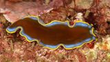 Pseudoceros