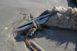 Umweltschutz: Strandgut mal anders - Bild 10