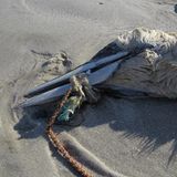 Umweltschutz: Strandgut mal anders - Bild 10