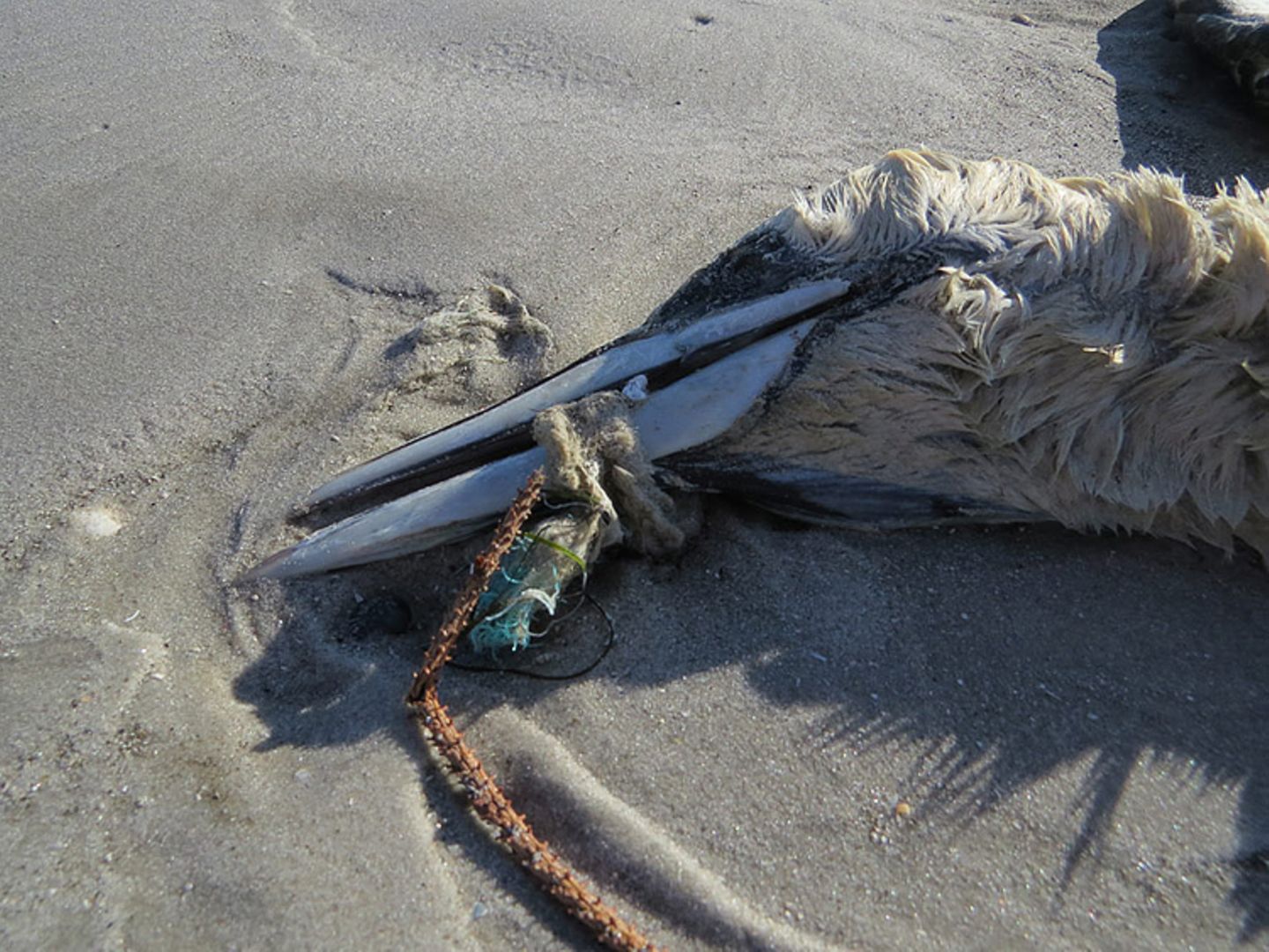 Umweltschutz: Strandgut mal anders - Bild 10