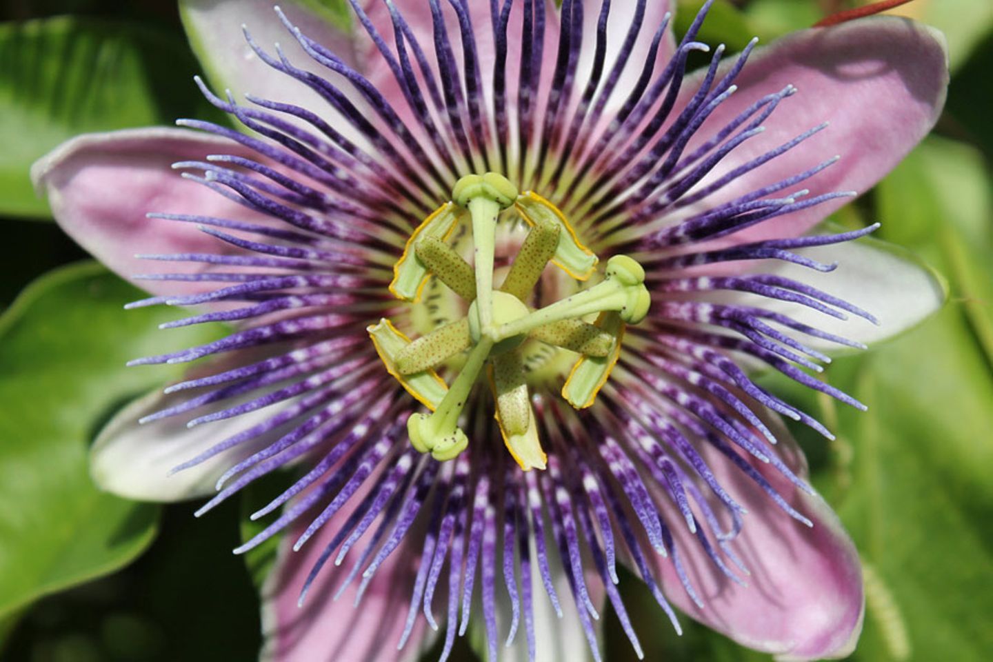 GEO Leserfoto: Die besten Leserfotos: Juli 2015 - Bild 2