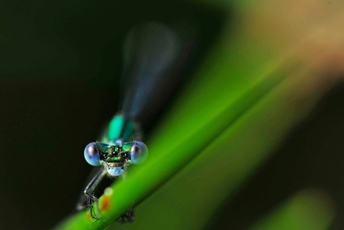 GEO Leserfoto: Die besten Leserfotos: Juli 2015 - Bild 5