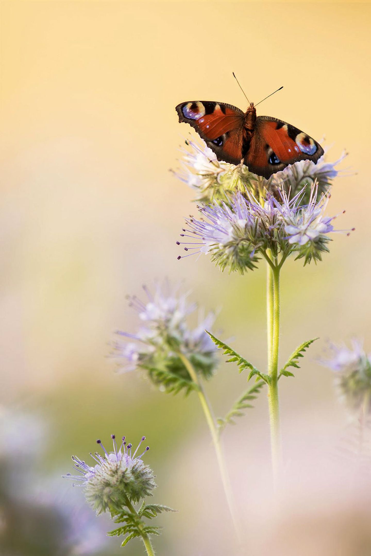 GEO Leserfoto: Die besten Leserfotos: Juli 2015 - Bild 22