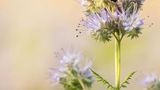 GEO Leserfoto: Die besten Leserfotos: Juli 2015 - Bild 22