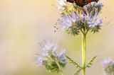 GEO Leserfoto: Die besten Leserfotos: Juli 2015 - Bild 22