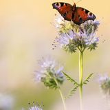 GEO Leserfoto: Die besten Leserfotos: Juli 2015 - Bild 22