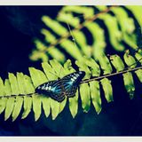 Schmetterlingsgarten