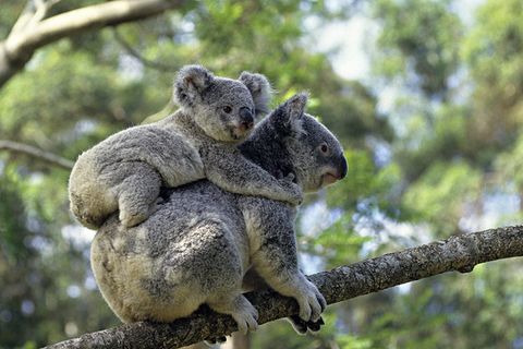 Erstaunliches Tierreich: So seltsam sorgen manche Tiere für Ihre Familie und Vermehrung