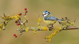 Blaumeisen im Schlangenmodus