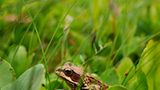Grasfrosch