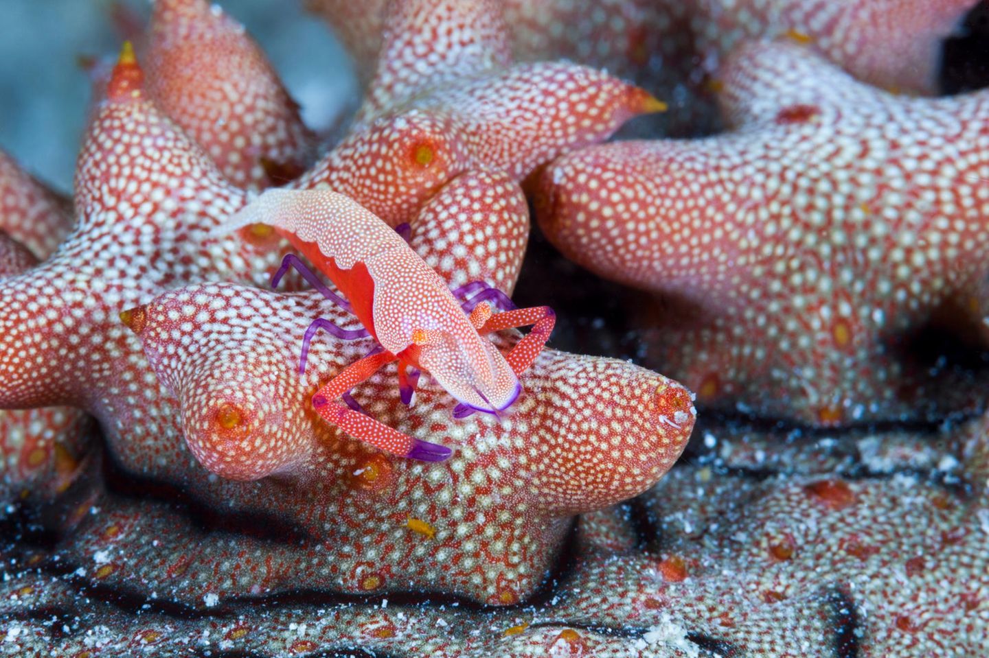 Raja Ampat, Westpapua