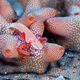 Raja Ampat, Westpapua