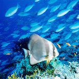 Ras Mohammed, Ägypten