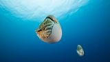 Great Barrier Reef, Australien
