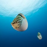Great Barrier Reef, Australien