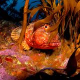 Poor Knights Islands, Neuseeland