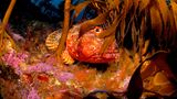 Poor Knights Islands, Neuseeland