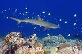 Blue Corner, Palau, Mikronesien
