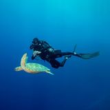 Blue Corner, Palau, Mikronesien