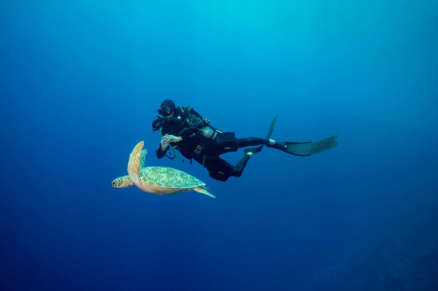 Blue Corner, Palau, Mikronesien