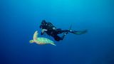 Blue Corner, Palau, Mikronesien