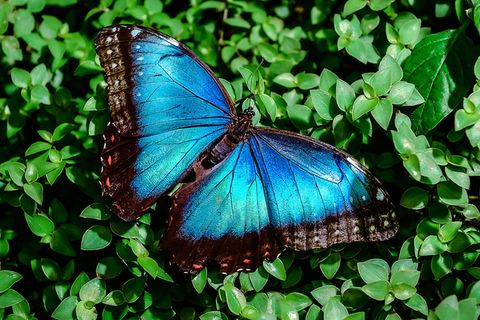 Verhalten: Prächtige Farben: So bunt ist die Welt der Tiere
