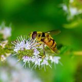 Schwebwespe: Alles nur Fake