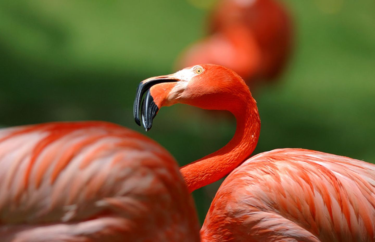 Rosa Flamingo: Eingefärbtes Gefieder