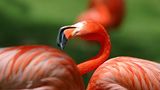 Rosa Flamingo: Eingefärbtes Gefieder