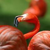 Rosa Flamingo: Eingefärbtes Gefieder