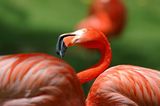 Rosa Flamingo: Eingefärbtes Gefieder