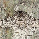 Birkenspanner: Bloß nicht auffallen