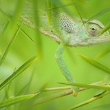 Chamäleon: Schneller Farbwechsel