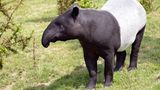 Schabrackentapir: Tarnung durch Kontraste