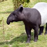Schabrackentapir: Tarnung durch Kontraste