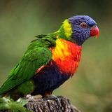 Allfarblori: Kunterbunte Tarnung