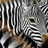Zebrastreifen: Verwirrung und Kühlung