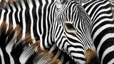 Zebrastreifen: Verwirrung und Kühlung