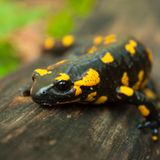 Feuersalamander: Seht her, ich bin giftig!