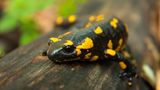 Feuersalamander: Seht her, ich bin giftig!