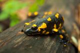 Feuersalamander: Seht her, ich bin giftig!