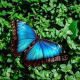 Morphofalter: Mit Blau auf einer Wellenlänge